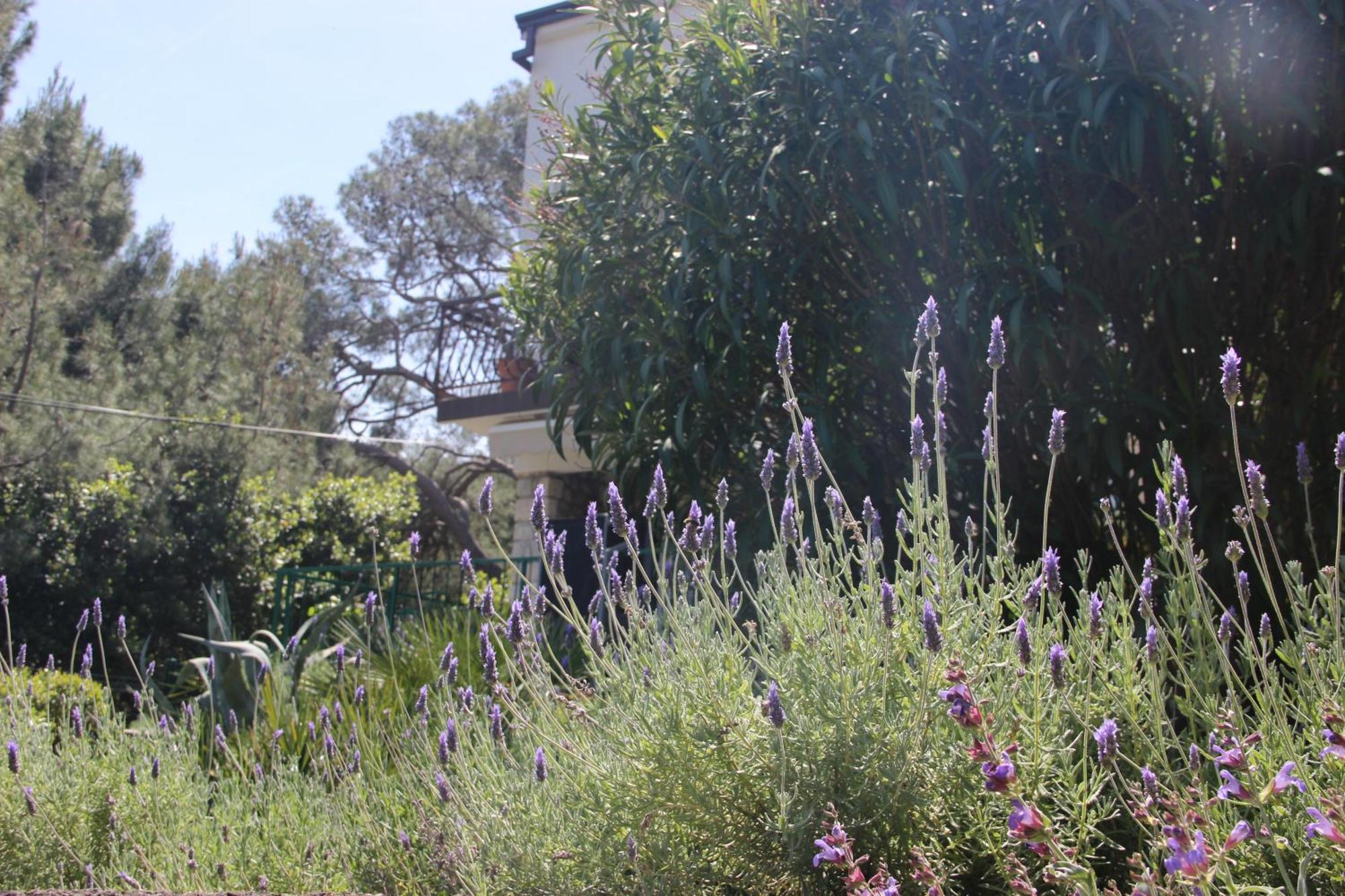 מאלי לוסיניי Cappelli Apartments - Losinj מראה חיצוני תמונה